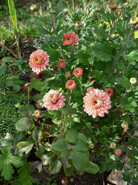  - 2019 - 03 - Toamna