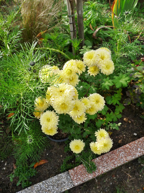  - 2019 - 03 - Toamna