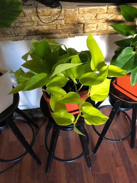 06 - Colectia pothos syngonium philodendron