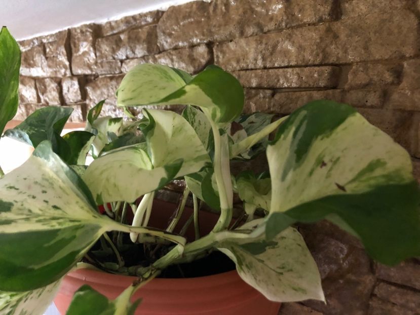 04 - Colectia pothos syngonium philodendron