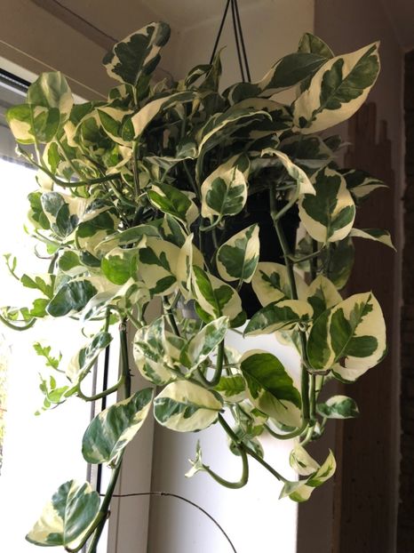 07 - Colectia pothos syngonium philodendron