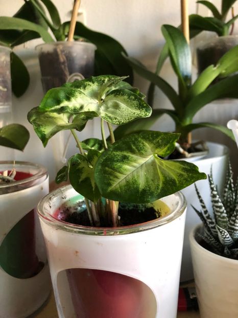 12 - Colectia pothos syngonium philodendron