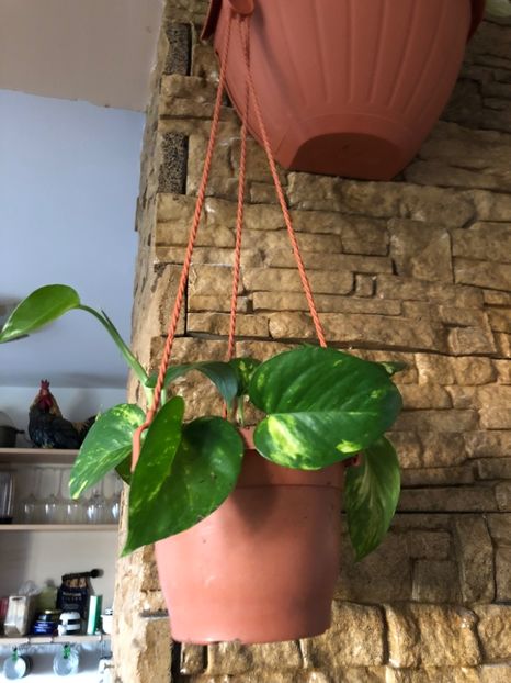 02 - Colectia pothos syngonium philodendron