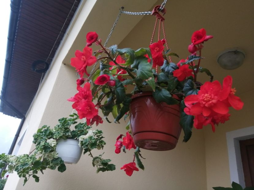  - Begonii curgatoare