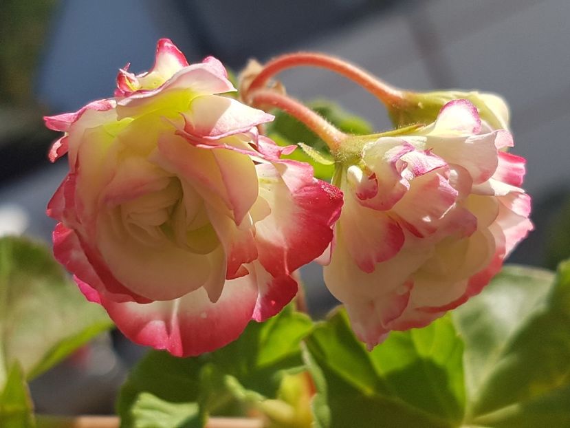 Happy Appleblossom-ultimii trandafirasi - Muscate de colectie 2019