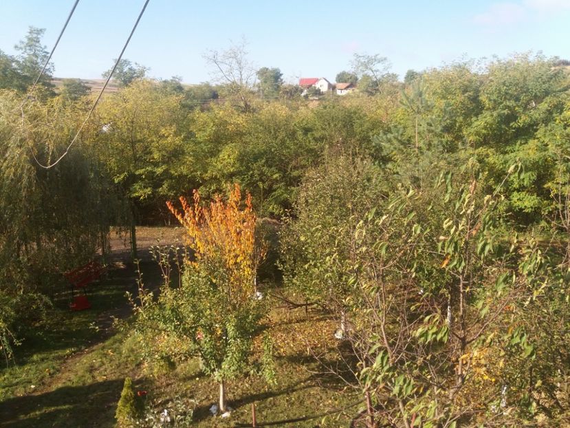 20191007_093921 - Copy - toamna 2019