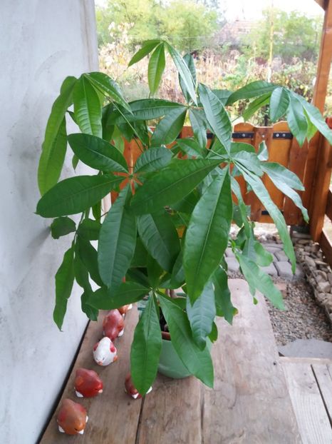  - flori de camera 2019