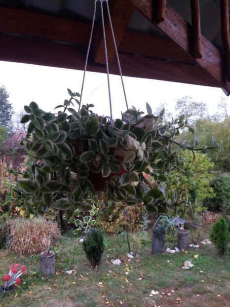  - flori de camera 2019