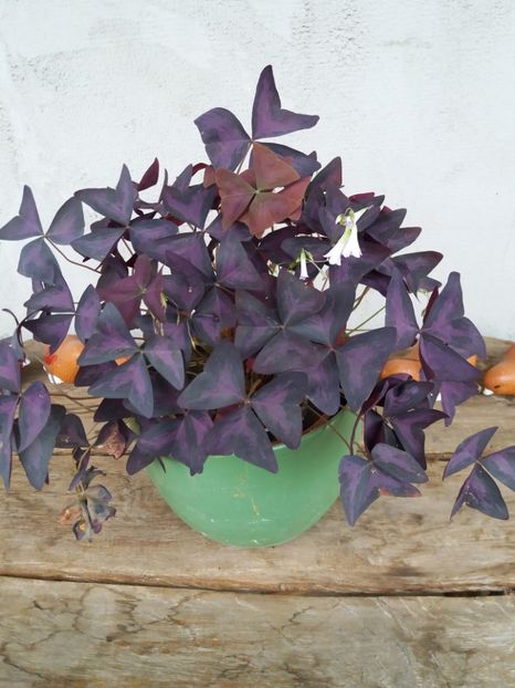  - flori de camera 2019