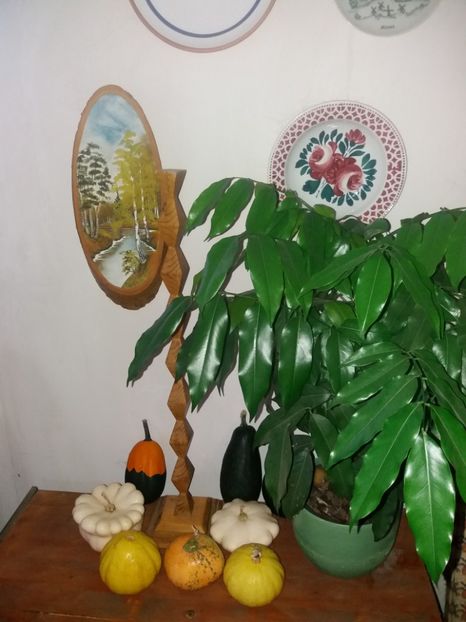  - flori de camera 2019