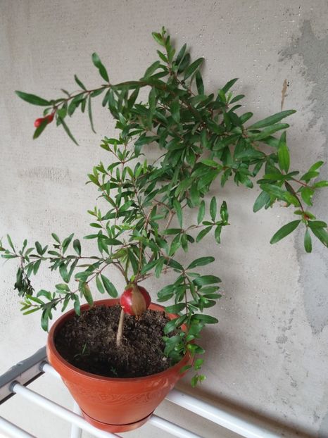  - flori de camera 2019