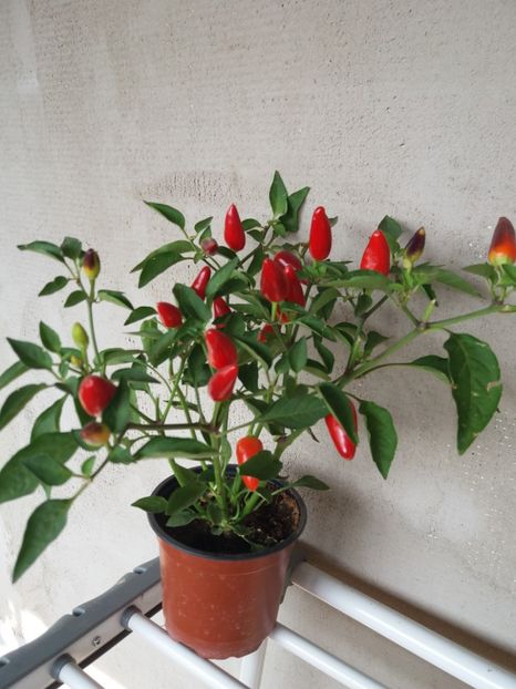  - flori de camera 2019