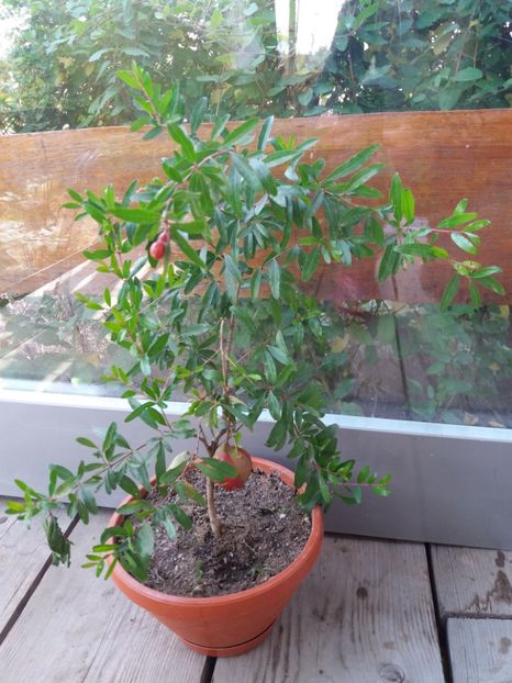  - flori de camera 2019