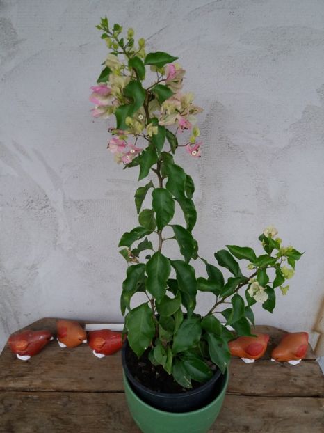  - flori de camera 2019