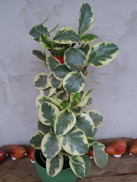  - flori de camera 2019