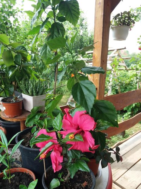  - flori de camera 2019