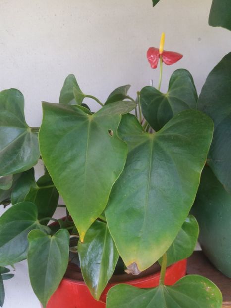  - flori de camera 2019