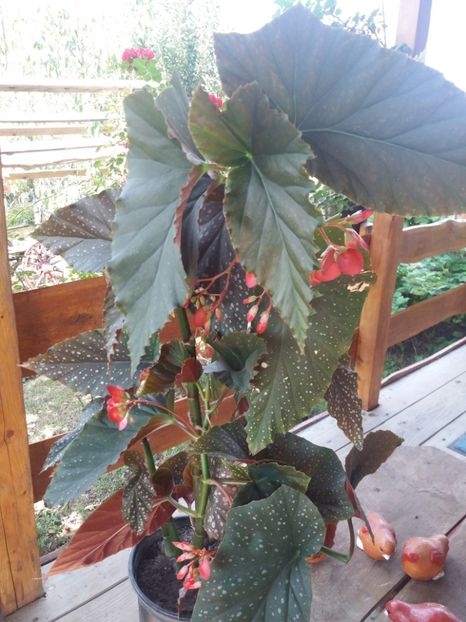  - flori de camera 2019