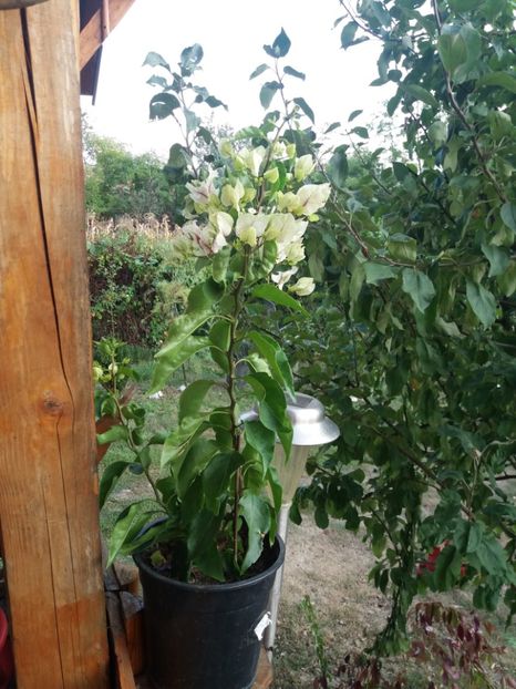  - flori de camera 2019