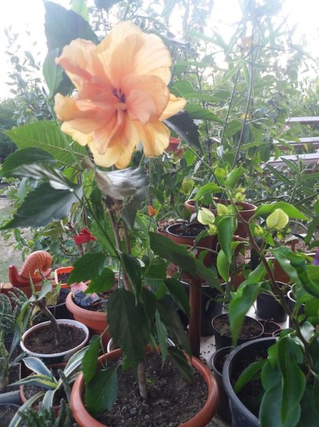  - flori de camera 2019