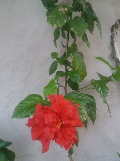  - flori de camera 2019