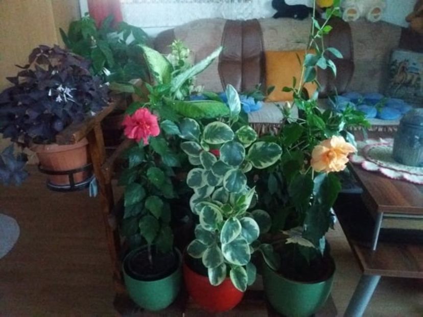  - flori de camera 2019