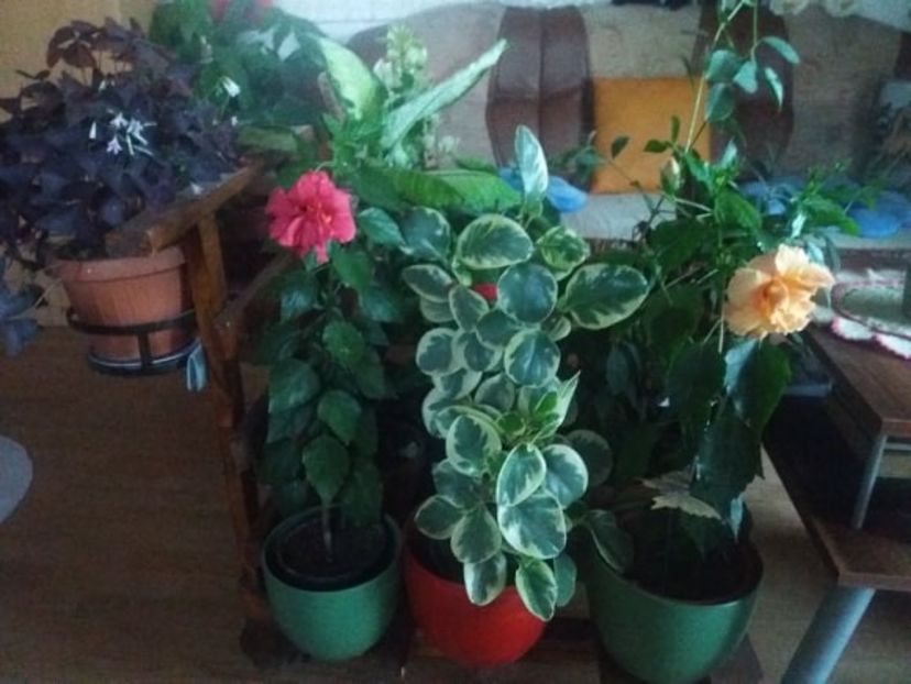  - flori de camera 2019