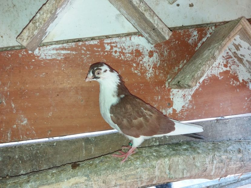 6936  mascul  2019 - Plecați ALBUM 2