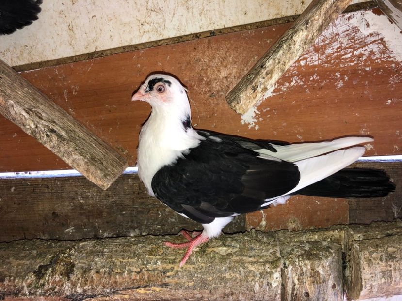 7085  femelă  2019 - Plecați ALBUM 2