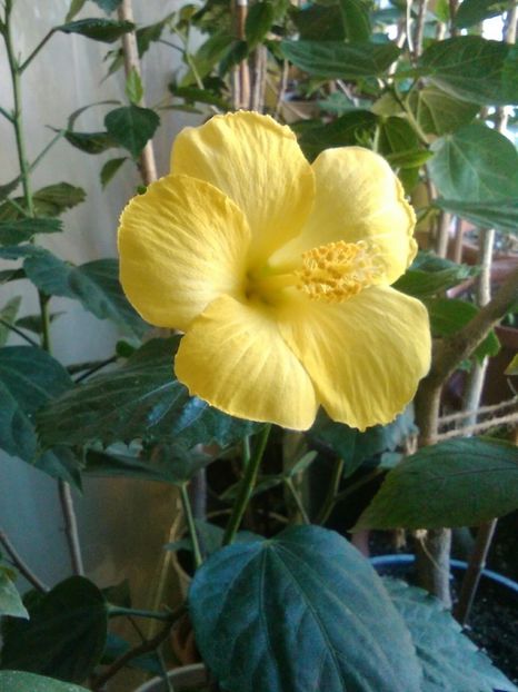  - Hibiscus Senegal