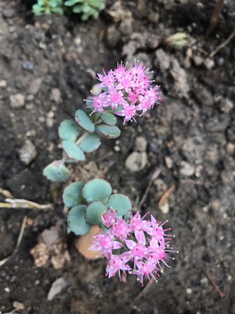 Sedum Siemboldii - Suculente