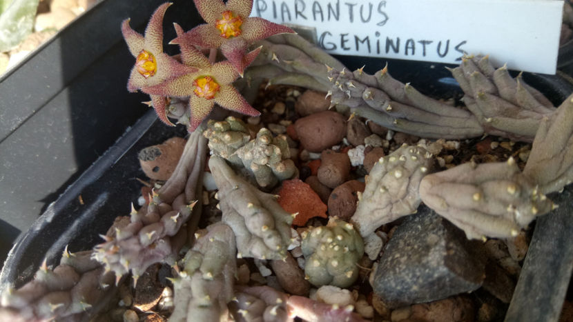 21.10.2019 - Piaranthus geminatus v foetidus