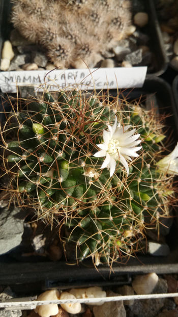 21.10.2019 - Mammillaria camptotricha