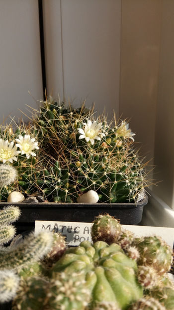 21.10.2019 - Mammillaria decipiens