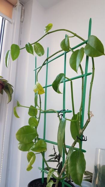  - Sussuela - ariadna