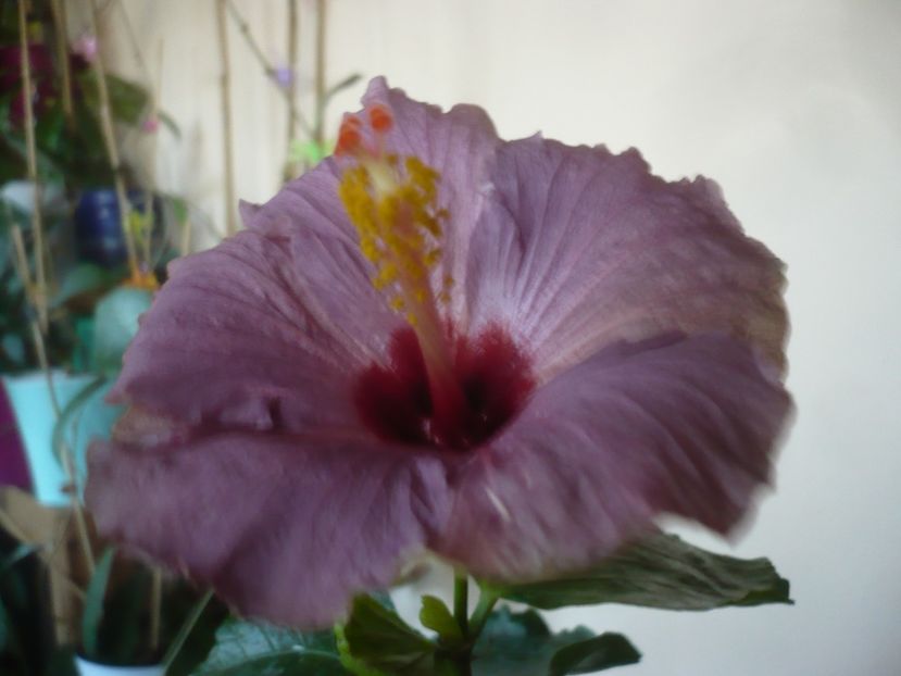 P1430188 - HIBISCUSI 2019-3