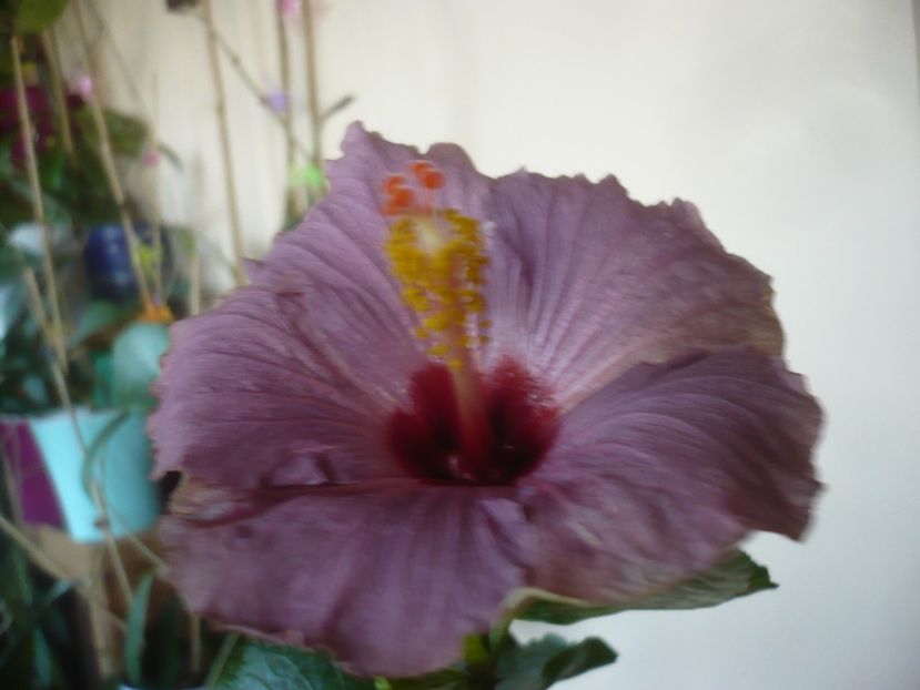 P1430189 - HIBISCUSI 2019-3