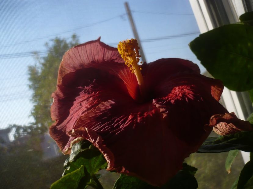 P1430190 - HIBISCUSI 2019-3