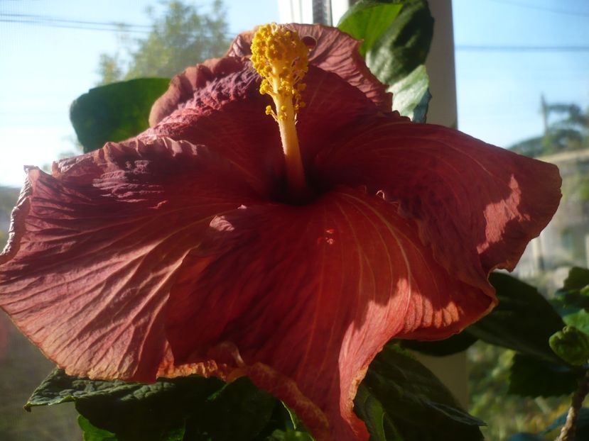 P1430191 - HIBISCUSI 2019-3