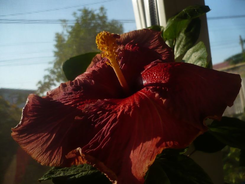 P1430192 - HIBISCUSI 2019-3