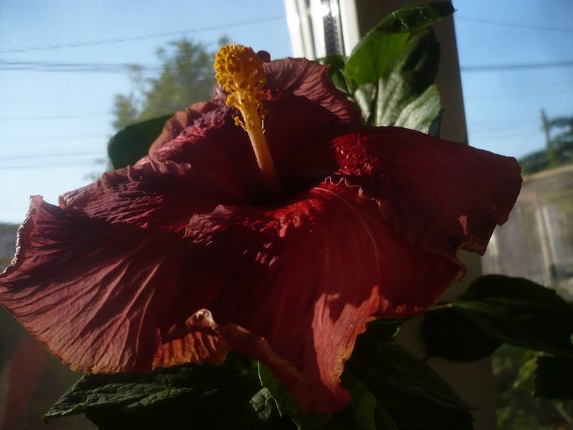 P1430193 - HIBISCUSI 2019-3