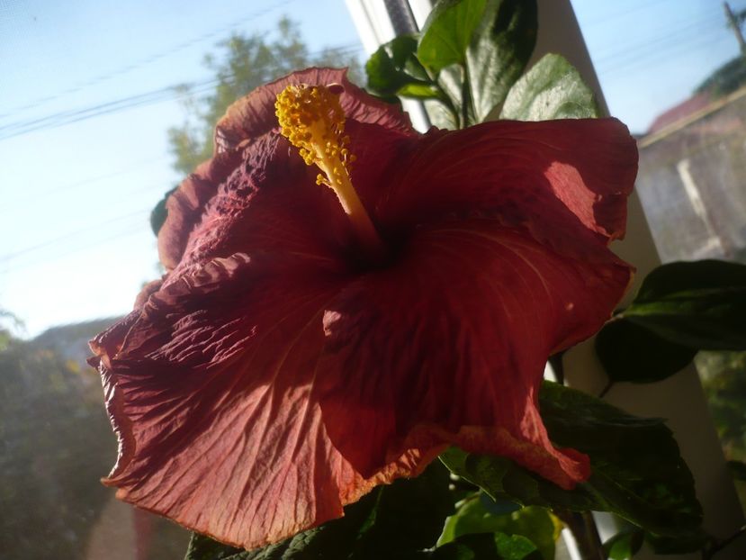 P1430194 - HIBISCUSI 2019-3