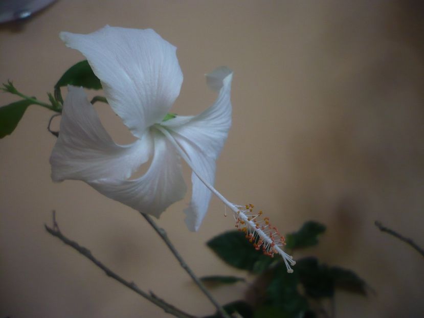 P1430195 - HIBISCUSI 2019-3