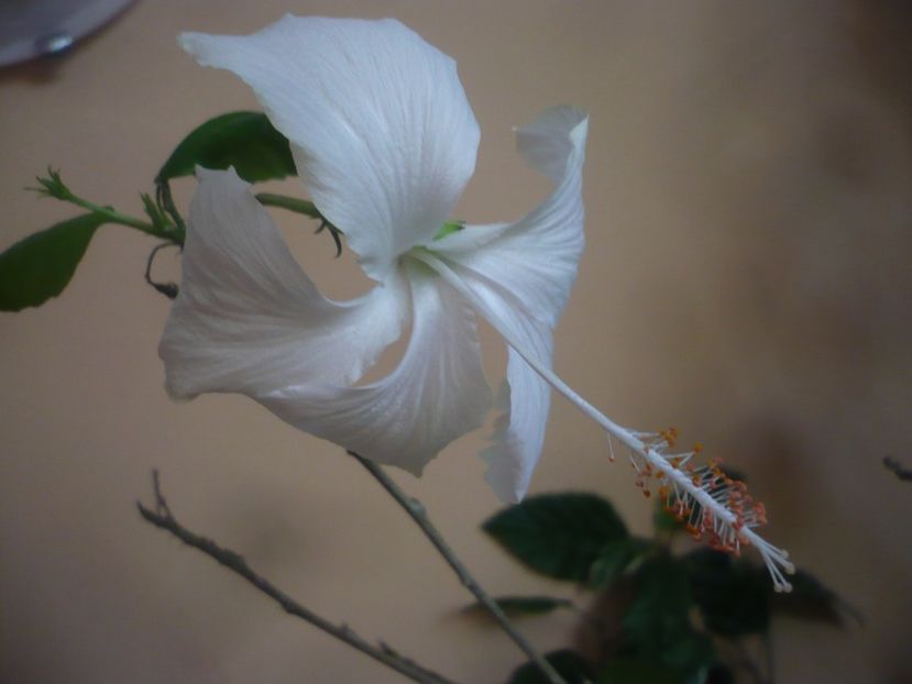 P1430196 - HIBISCUSI 2019-3