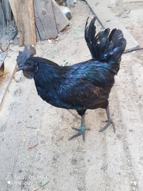 P91019-151059 - Ayam Cemani