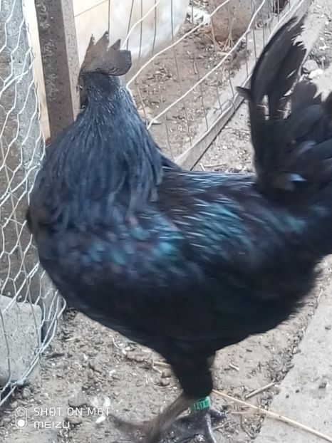 P91019-150534 - Ayam Cemani