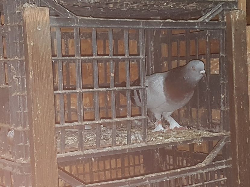  - Arhiva poze cu porumbei