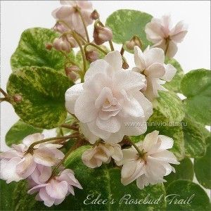  - Edee s Rosebud Trail