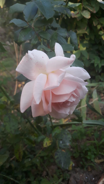  - Gradina si trandafirii 2019-toamna