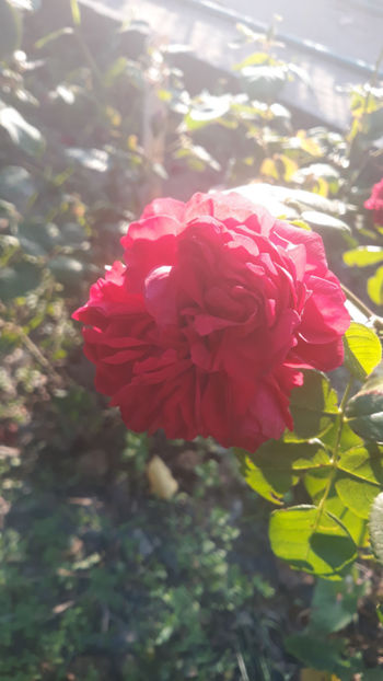  - Gradina si trandafirii 2019-toamna
